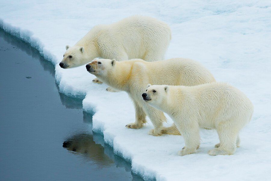 Шпицберген белые медведи